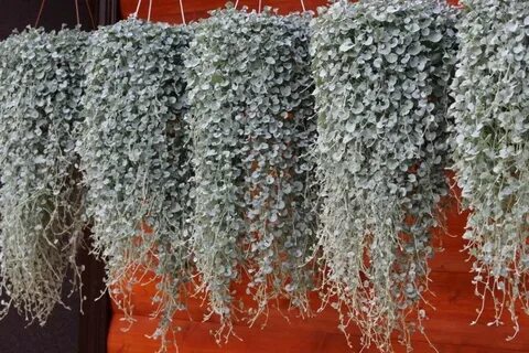 Дихондра серебристый водопад выращивание из семян