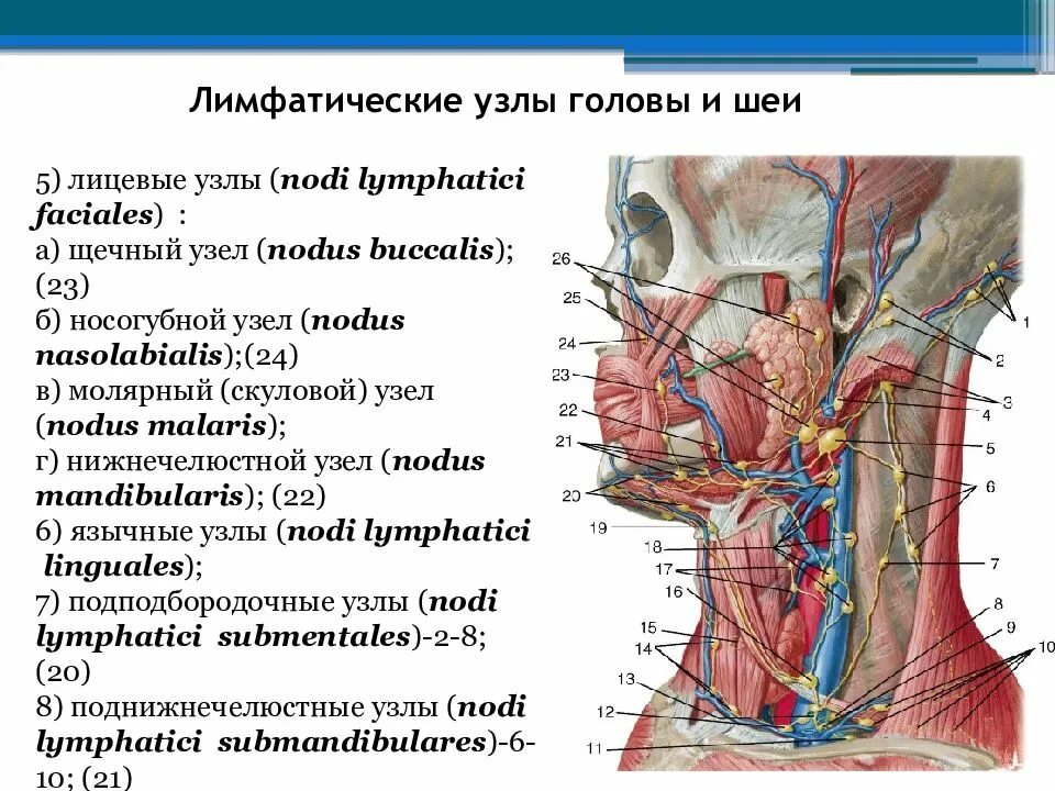 Что значит лимфоузел. Периферические лимфатические сосуды и узлы. Шейные лимфатические узлы расположение сзади. Шейные яремные лимфоузлы. Лимфоузлы шеи схема вид спереди.
