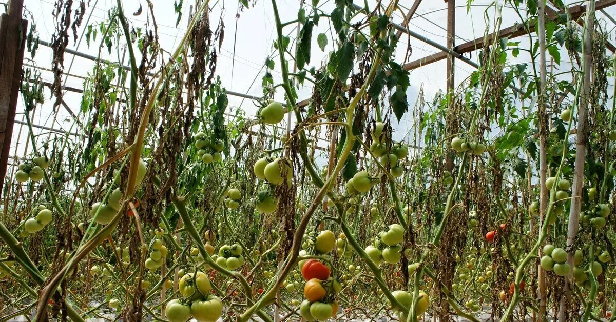 Почему гибнут помидоры. Фузариозное увядание томатов. Фузариоз томатов в теплице. Фитофтороз на помидорах. Парник для помидоров.
