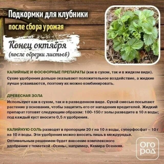 Как использовать навоз весной. Схема подкормок земляники. клубника схема подкормки на год. клубника таблица подкормок весной. схема внесения удобрений для клубники.