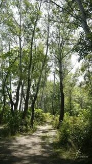 Зауральная роща