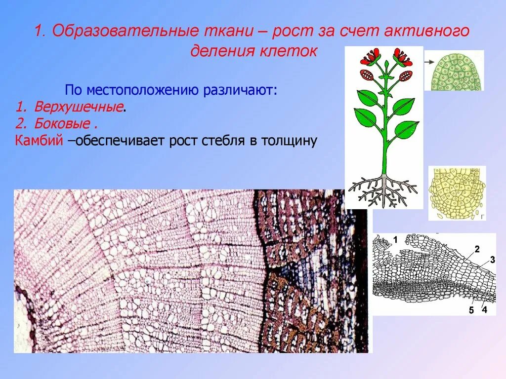 Образовательная ткань растений камбий. Образовательная ткань верхушечная камбий. Ткани растений образовательная ткань камбий. Образовательная ткань растений.