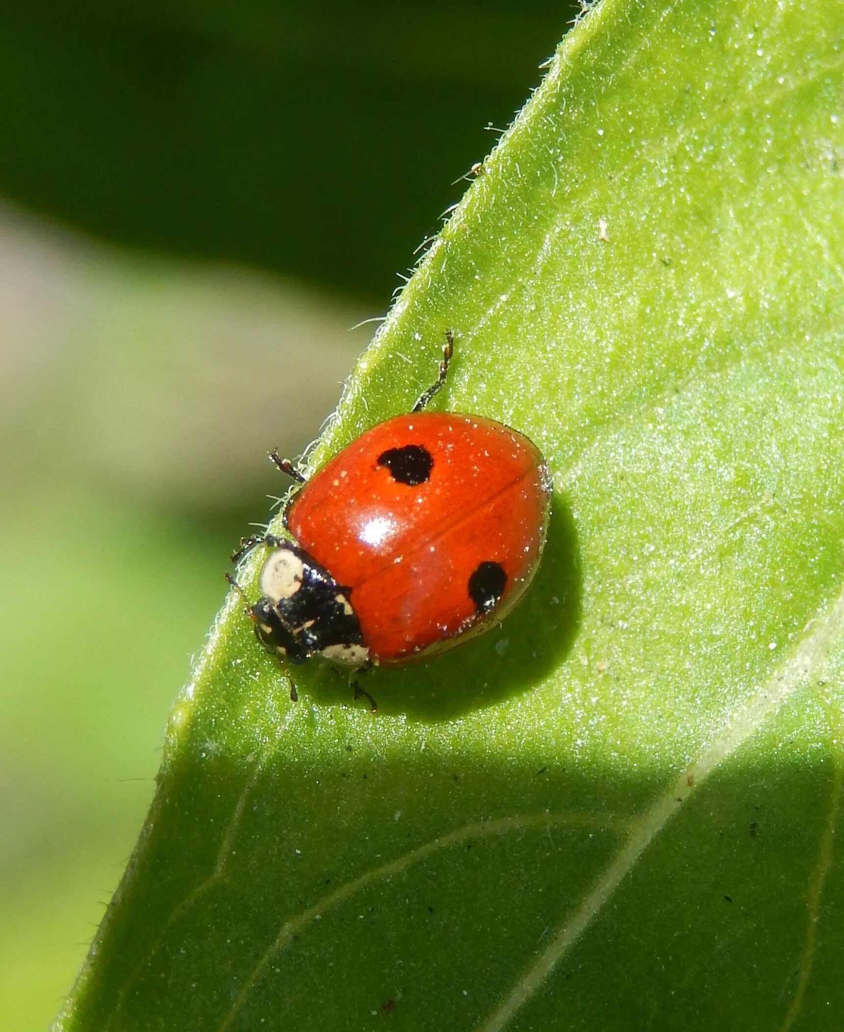 Ladybird 2. Божьи коровки в анапе. Ladybird 2. Ladybirds bird. Жесткокрылые божья коровка.