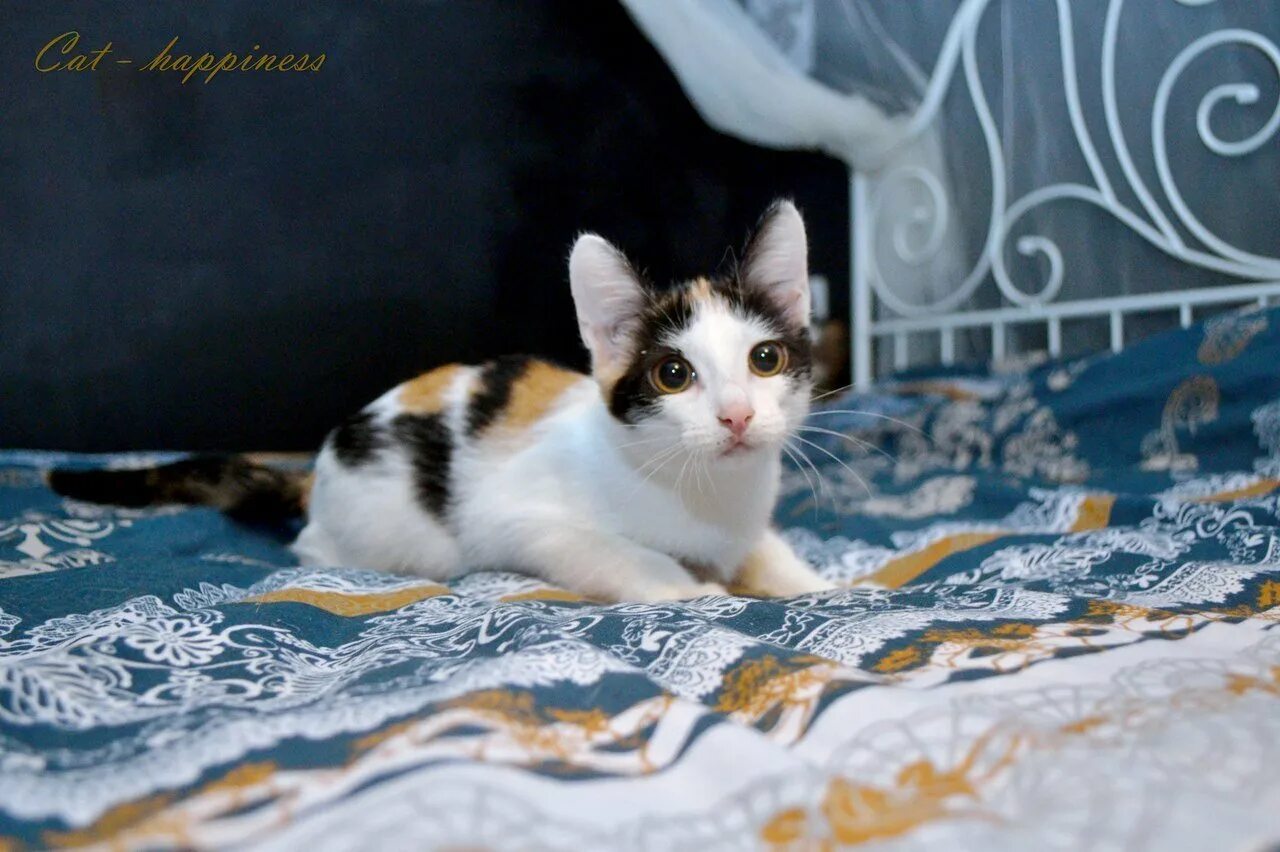 Кот арлекин. Кот породы арлекин. Британский кот арлекин. Споптишь фолт арли кин. Черный окрас арлекин.