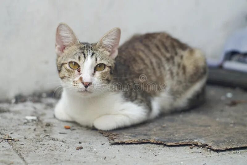Gallery of Awkwardly Standing Cats Cats, Cats and kittens, Animal pictures