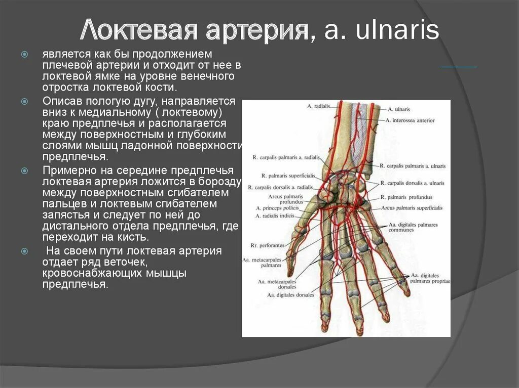 Передняя межкостная артерия предплечья. Передняя возвратная локтевая артерия. Локтевая артерия кровоснабжает. Кровоснабжение лучезапястного сустава.