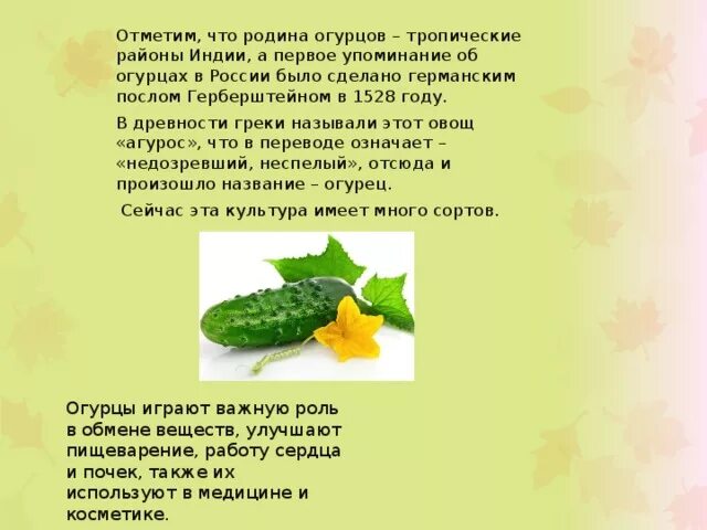 Огурец значение. Огурец описание растения. огурец для презентации. сообщение о огурце. проект про огурец.