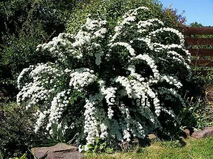 Красивые белые кусты