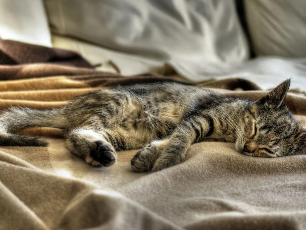 Белая кошка с котятами. Котик сладко спит. Спящий кот. Котята во сне для мужчины. Спящий котенок.