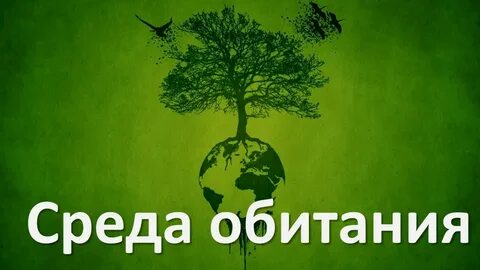 Среда 5