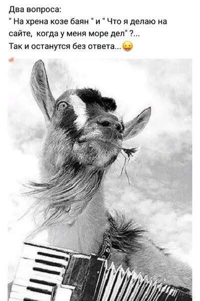 Поговорка козе баян. Зачем козе баян. Коза с гармонью. Зачем козе баян. На фига козе баян.