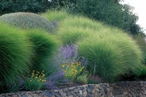 Flowers grasses