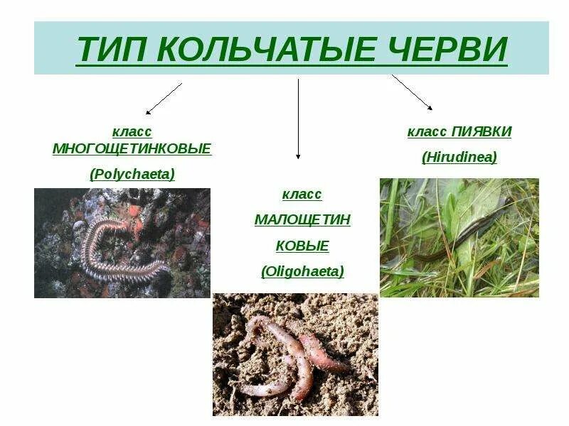Общая характеристика малощетинковых. Класс характеристика кольчатых червей. Класс характеристика кольчатых червей. Кольчатые черви происхождение. Тип кольчатые черви класс.