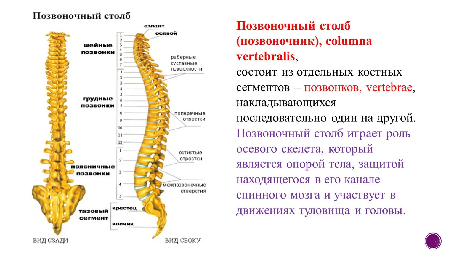 Позвоночный столб строение отделы. Позвоночный столб анатомия отделы и изгибы. Строение спинного позвонка. Строение позвонка, изгибы позвоночного столба.. Сколько позвонков содержит позвоночник