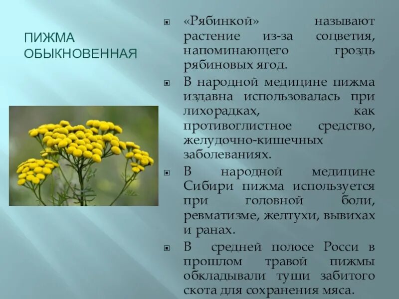 Пижма обыкновенная применение. Лекарственные растения пижма обыкновенная. Пижма и бессмертник. Бессмертник трава пижма. Пижма обыкновенная и бессмертник.