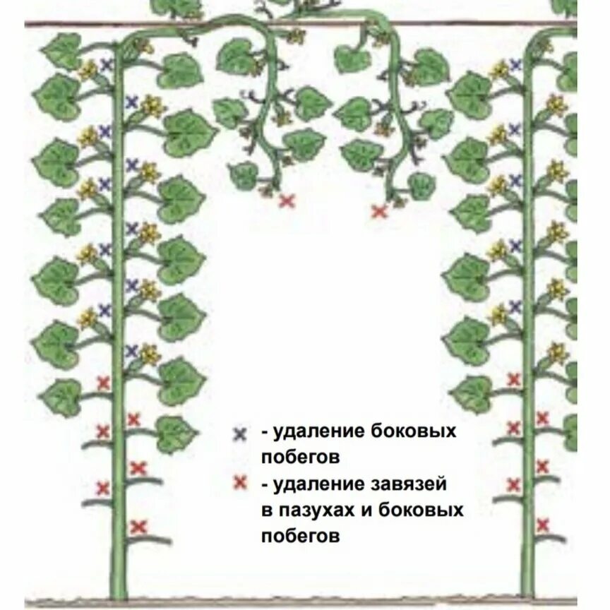 Огурцы выращивание и уход в теплице. Пасынковать огурцы формировать. Схема пасынкования огурцов. Пасынковать огурцы в теплице. Схема пасынкования огурцов в теплице.