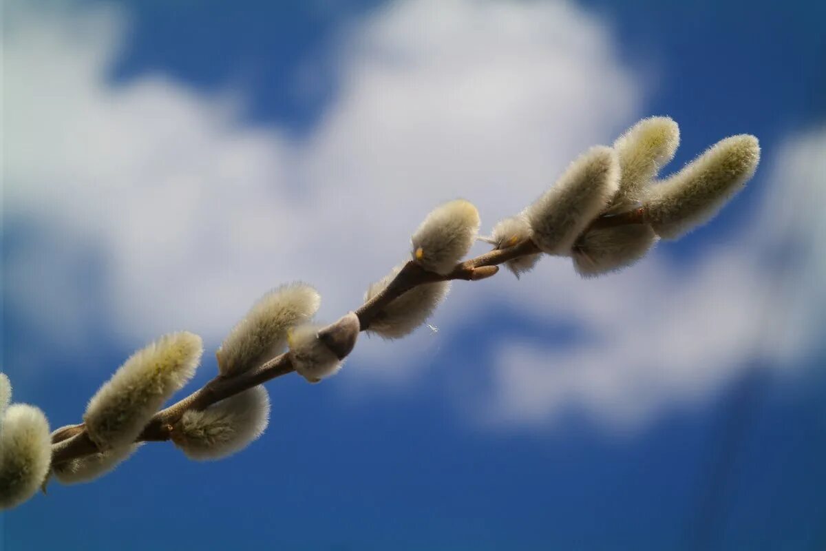 Красивая ветка вербы. Звёзды как вербочки распухают в прозрачных облаках. Веточка вербы. Веточка вербы. Верба на вербное воскресенье.