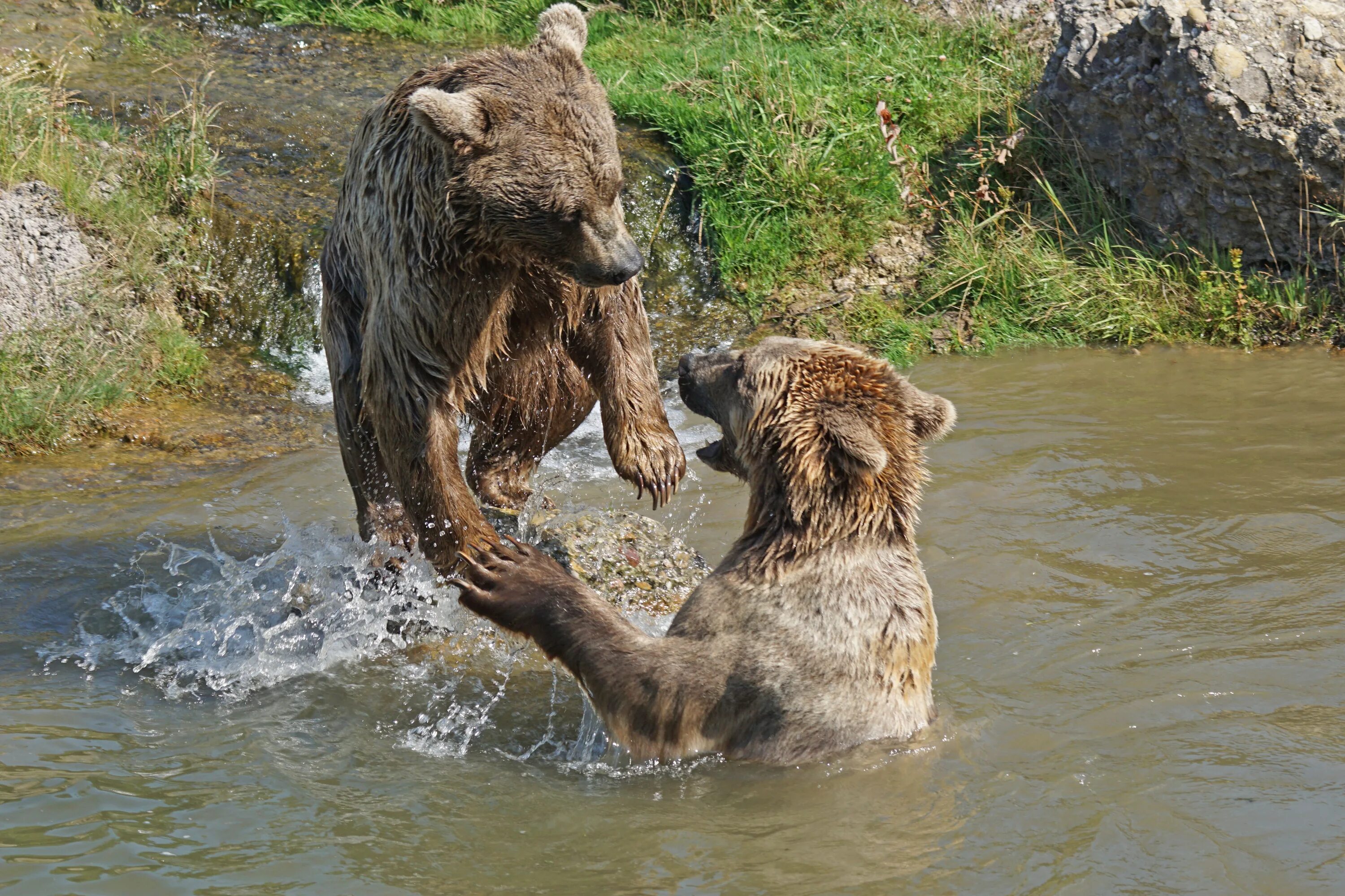 Бурый медведь тело. Бурые медведи в дикой природе. Игривый медведь. Бурый медведь в воде. Медведь сафари.