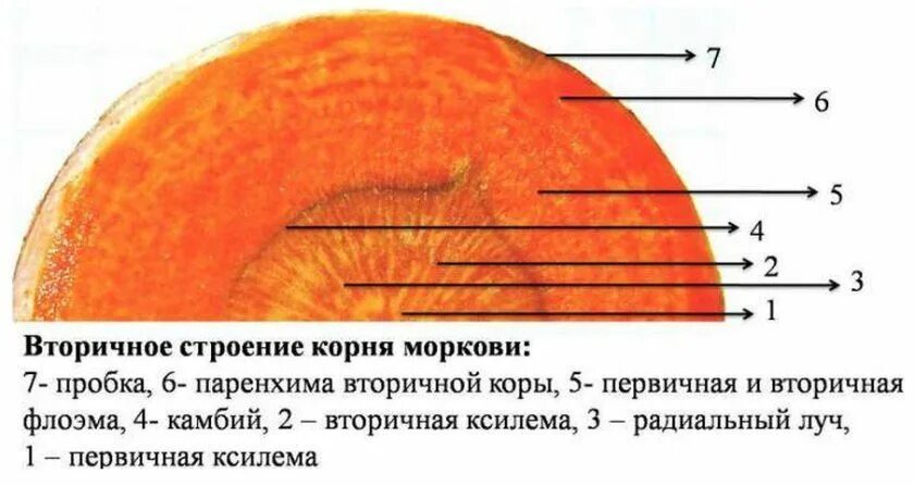 В сердцевине ствола происходит отложение запасных. Схема поперечного среза корнеплода моркови. Строение корнеплода моркови на поперечном срезе. Анатомическим строением корнеплода моркови и свеклы. Внутреннее строение морковки.