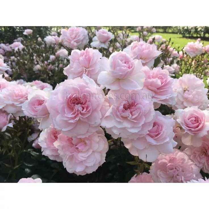 Джейн роуз. Look jane roses. Джейн роуз. Look jane roses. Jane rose 666.