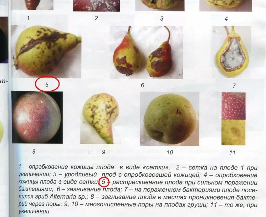 Кожура плодов. Заболевания плодов груши. Болезни плодов яблони. Деформация плодов груши.