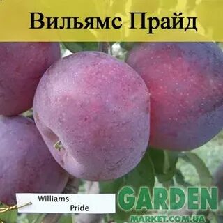 Яблоня прайд
