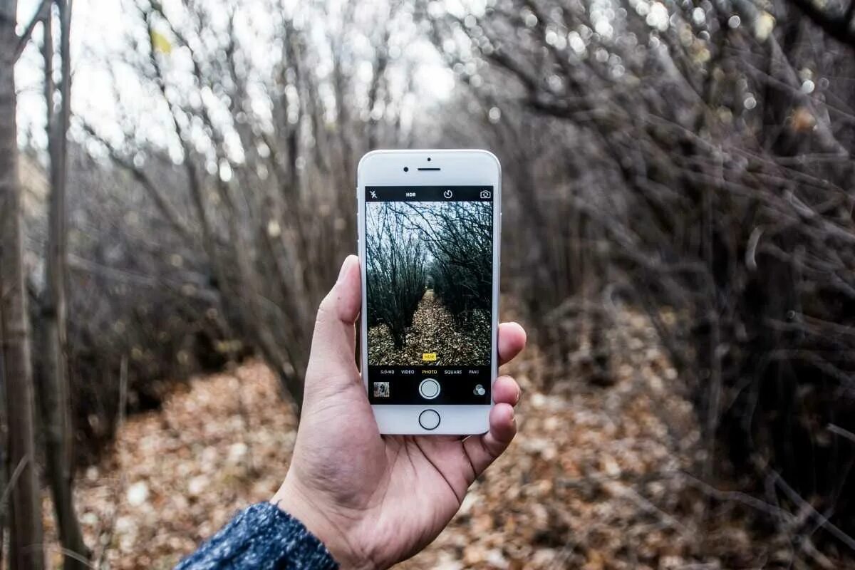 Фотографирует на телефон. Смартфон в лесу. Камера 8 МПИКС. Фотографирует на айфон. Видео снятое скрытым телефонов