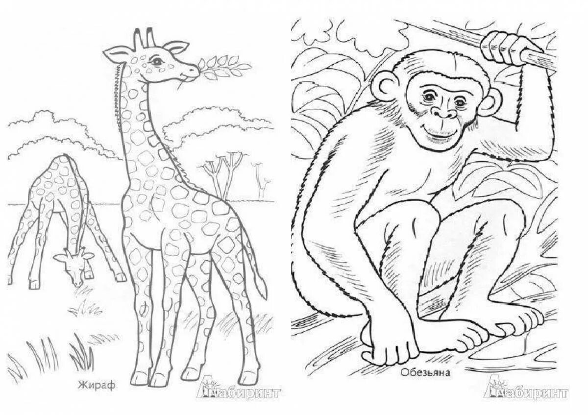Раскраска группы животных. Африканские животные раскраска. Раскрась животных жарких стран. Раскрасить животных жарких стран. Африка раскраска для детей.