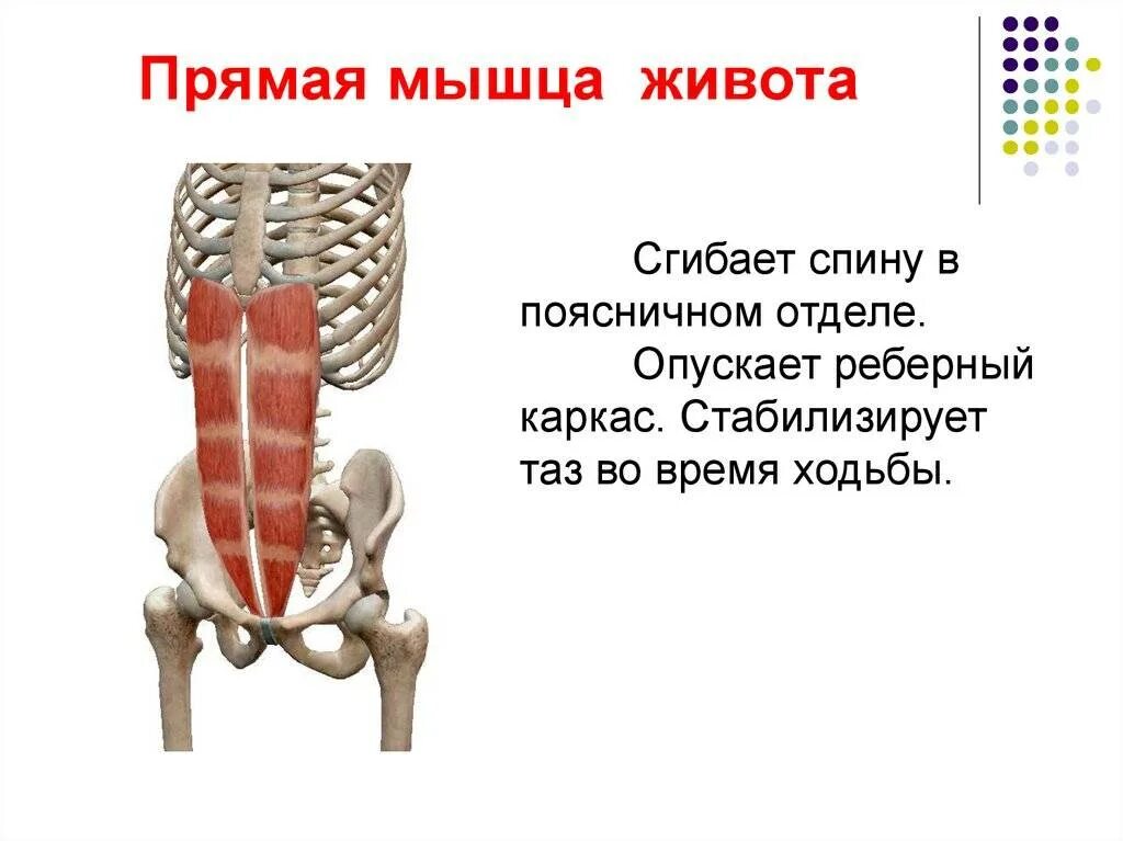 Поперечная мышца живота. Пирамидальная мышца живота анатомия. Прямая мышца живота анатомия функции. Прямая мышца живота начало и прикрепление функции. Поперечная мышца живота анатомия прикрепление.