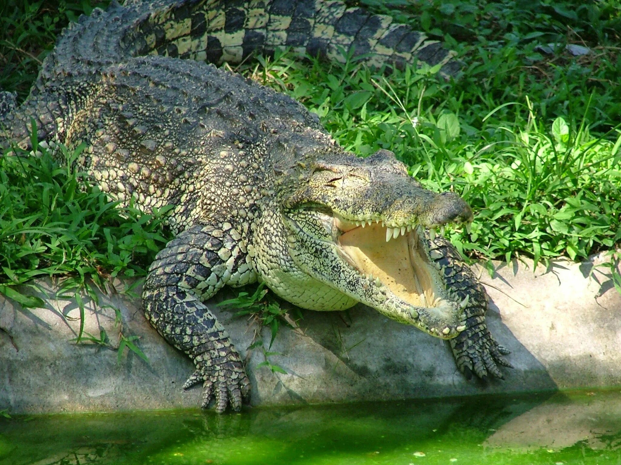 Крокодил про животных. Крокодил Аллигатор Кайман. Миссисипский Аллигатор. Пресмыкающиеся крокодил. Нильский крокодил.