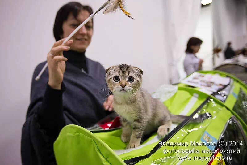 Выставка кошек в Сокольниках. Выставка кошек ВДНХ. Выставка котиков в Москве. Выставка кошек во Владимире.