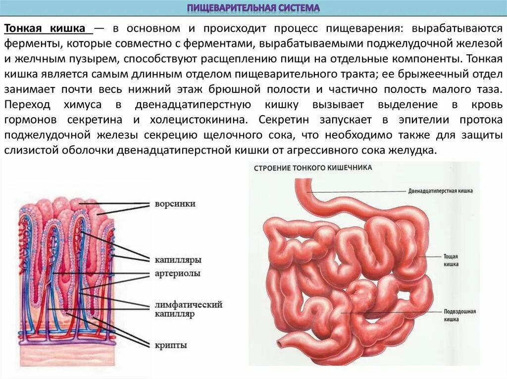 Процессы в кишечнике человека