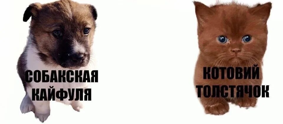 человек пожимает плечами. решала решай мем. ну решись. решала прикол. мем проблемка.