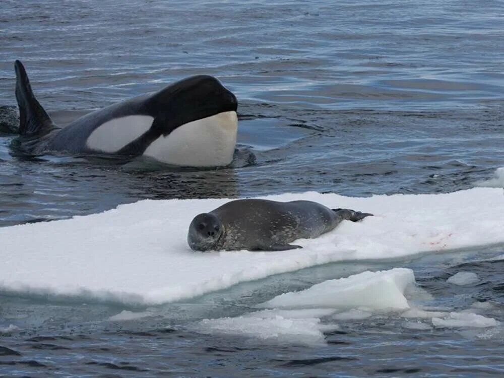 Касатка в Антарктиде. Антарктида кит Касатка. Касатка в Антарктике. Касатка кит в Арктике.
