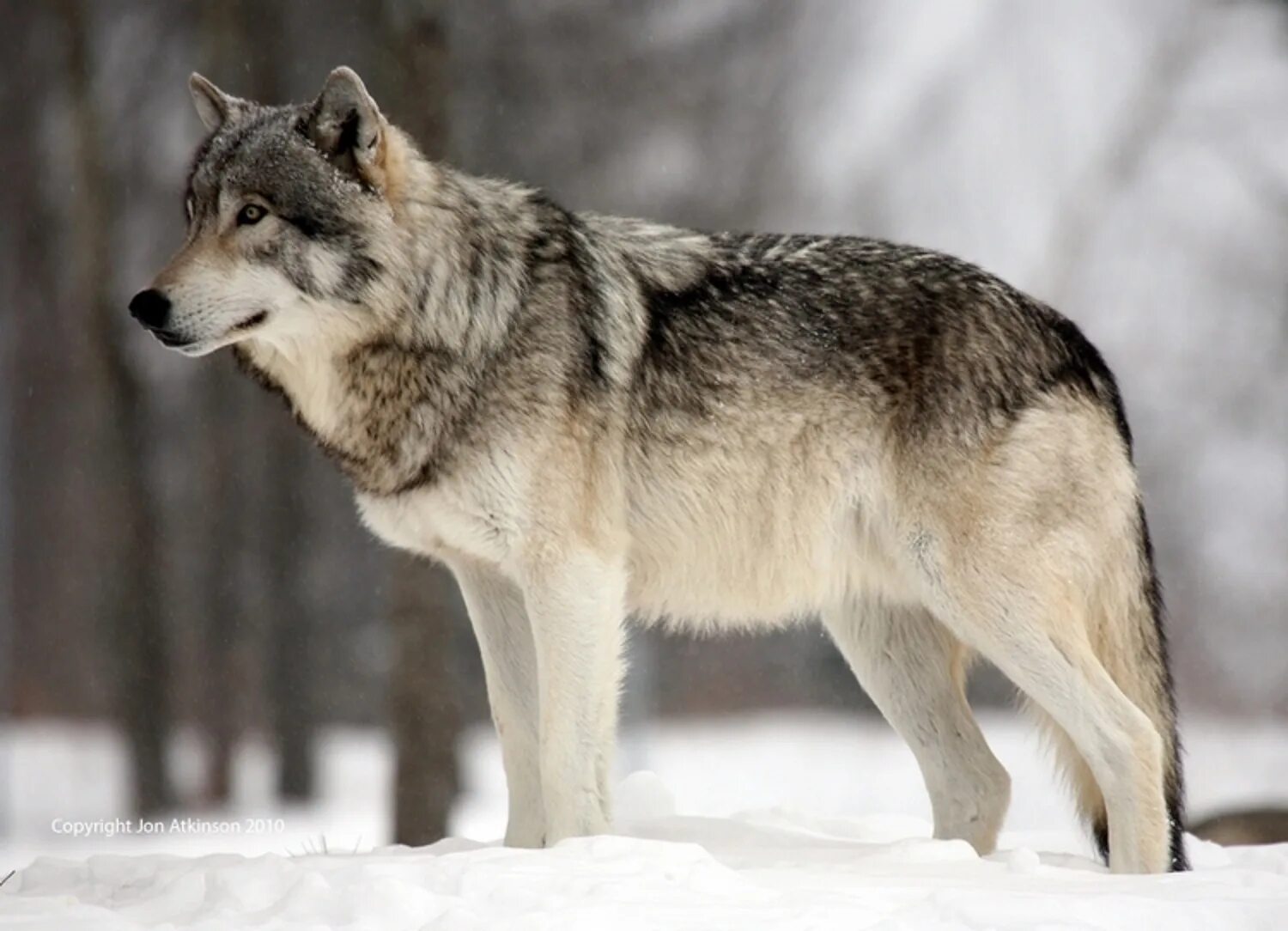 Волк canis Lupus. Волк стоя сбоку. Волк серый обыкновенный. Макензенский волк.