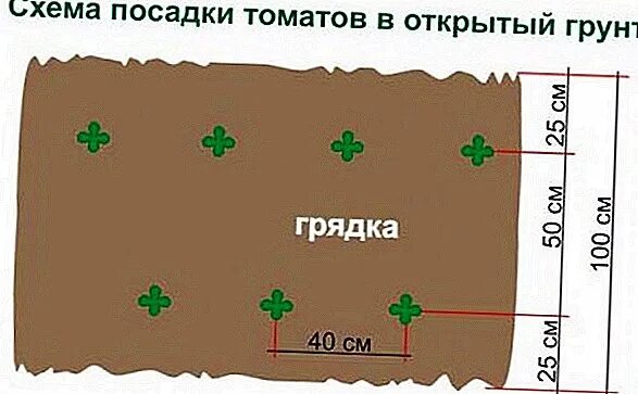 Огурцы рассада расстояние. Схема посадки арбуза в открытом грунте. Схема высадки овощей в открытом грунте. Схема посадки томатов. Схема посадки редиски в открытый грунт рассадой.