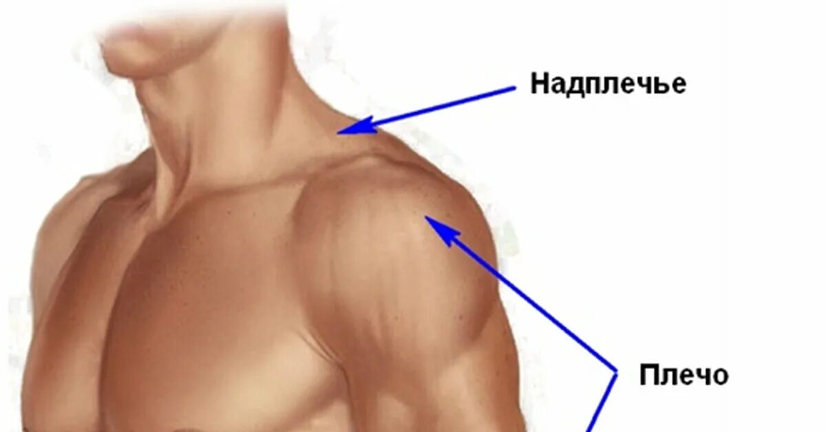 Надплечье. Плечо человека. Плечо и предплечье у человека. Где находится плечо у человека. Плечо и надплечье у человека.