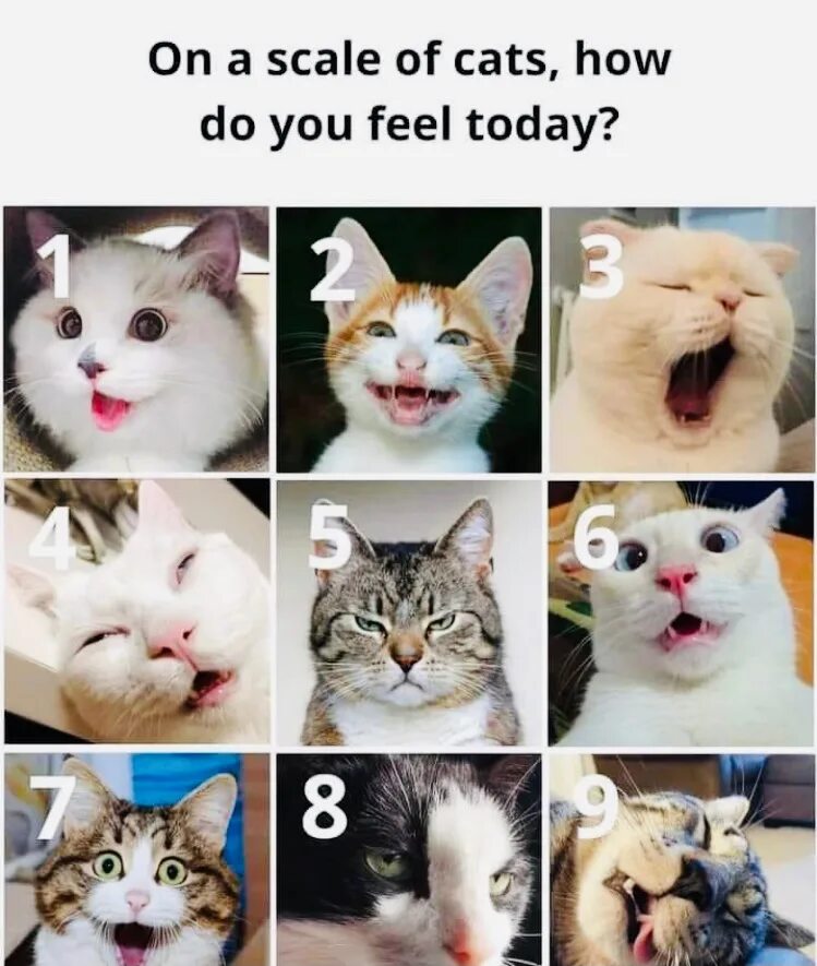 Какой ты сегодня кот. Mood кошка. How are you feeling today Cats. Коллаж какой ты кот. Choose your favorite