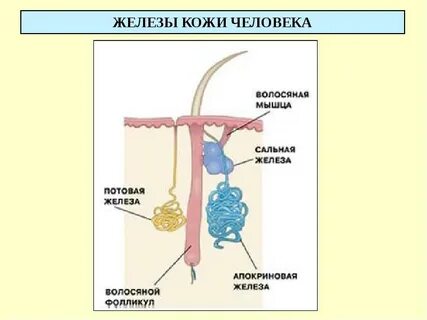Функции потовых сальных желез