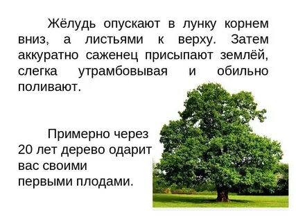 Дуб сколько плодоносит в жизни