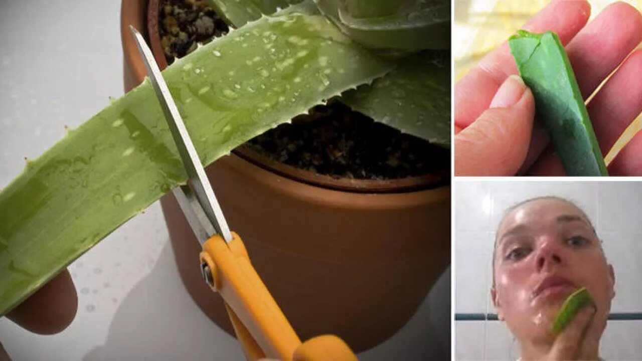 Алоэ домашнее. Цветок алоэ для лица. Aloe vera. Цветок алоэ для лица. Цветок алоэ для лица.