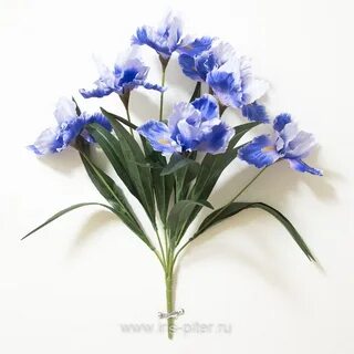 7 iris