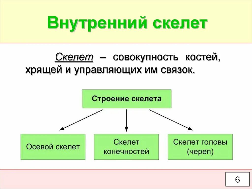 Внутренний скелет это 6 класс. Внутренний скелет животных. Внешний и внутренний скелет. Наружный скелет и внутренний скелет.