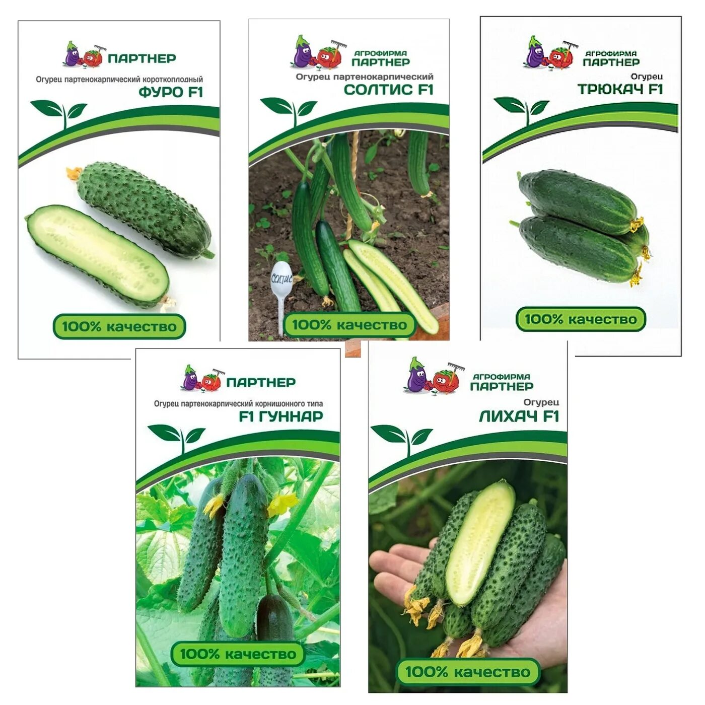 Агрофирма партнер огурец гоша. Лучшие сорта огурцов партнер. Огурец партенокарпический гоша f1. Сорта огурцов партнер. Огурец партенокарпический герольд f1 партнер.