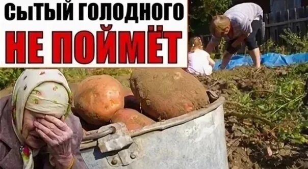 Сытый голодному не товарищ. Сытый голодного не поймет. Сытый голодного не поймет пословицы. Налоги на картошку. Открытки Сытый голодного не разумеет.