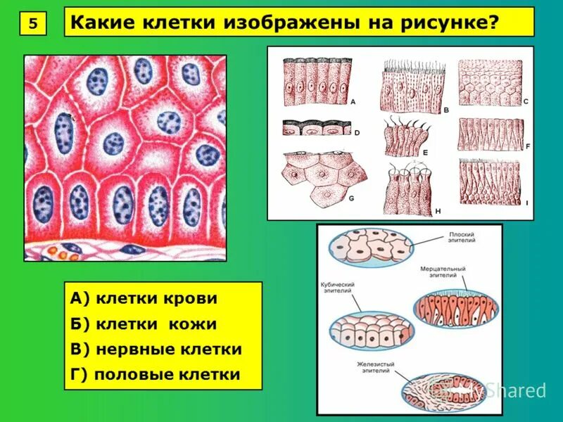 Какая клетка изображена на рисунке. Клетки тканей изображённые. Ткань в клетку рисунок. Какая клетка игображены на рисунке.