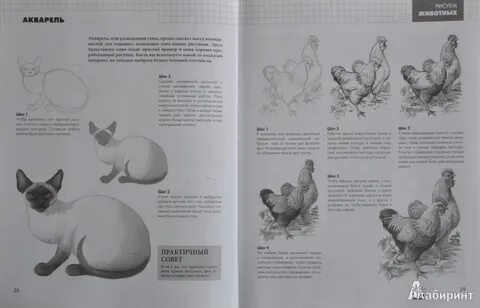Книга рисуем животных