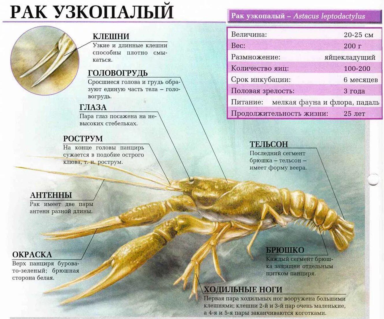 Продолжительность жизни раков речных