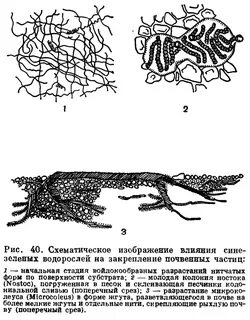 Сине зеленые водоросли в почве