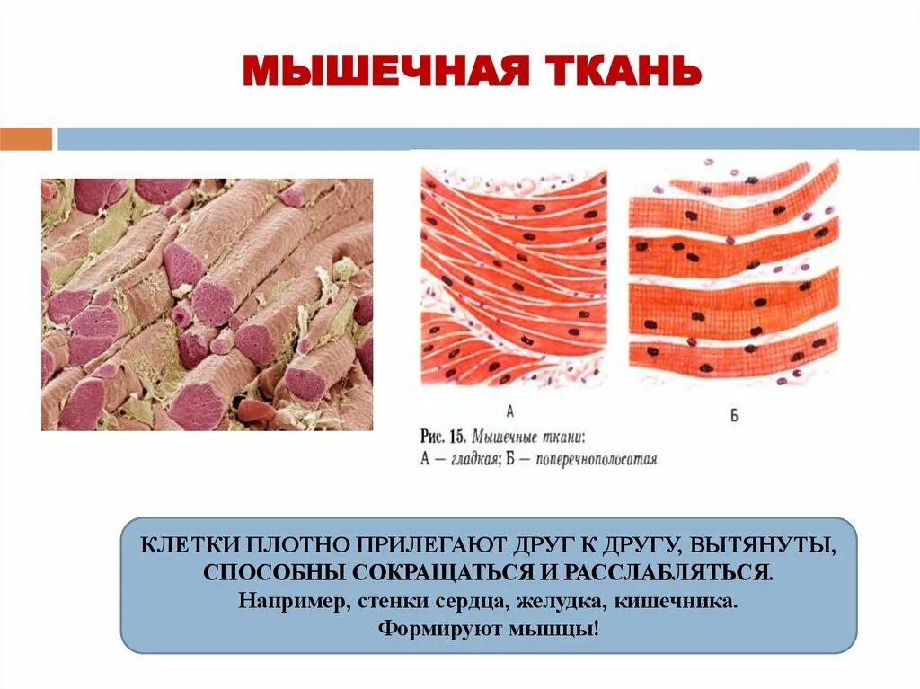 Строение мышечной ткани 8 класс биология. Строение клетки мышечной ткани. Расположение клеток мышечной ткани таблица. Строение строение мышечной клетки.